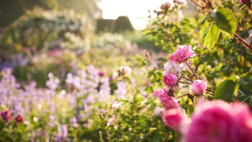 Morning mist in the Rose Garden at Mottisfont, Hampshire
